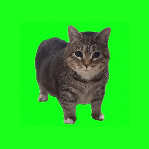 OIIA OIIA (Spinning Cat)